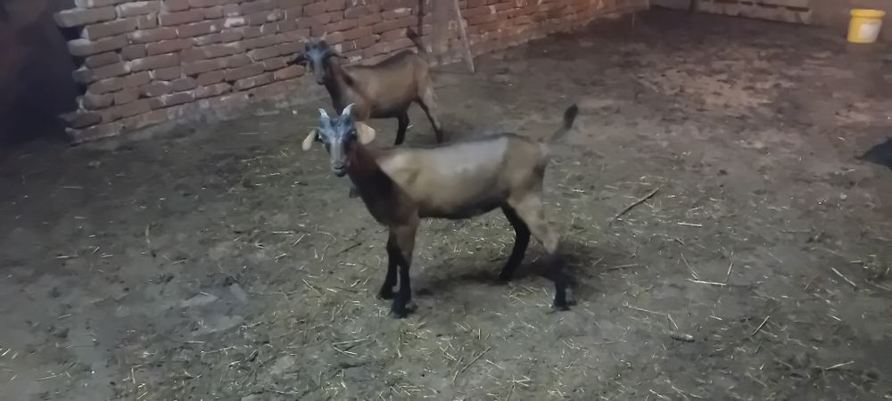 Vand  două ieduțe alpin francez