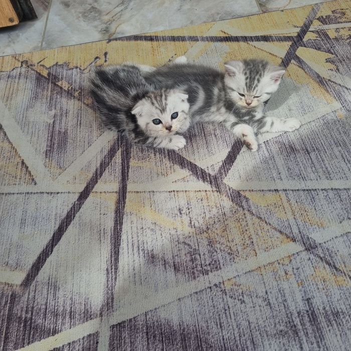 Продам шотландских котят
