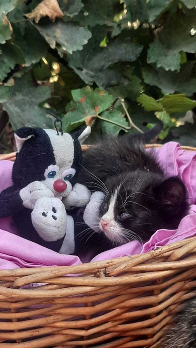 Котята в добрые руки с доставкой
