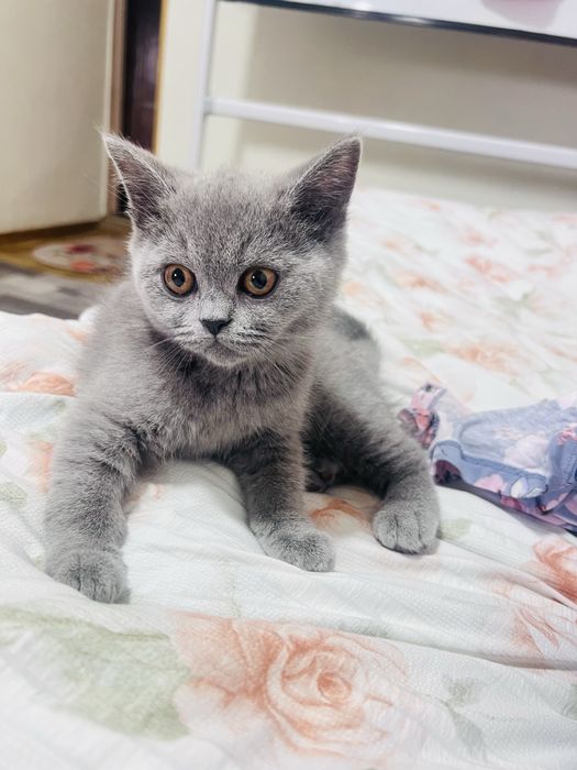 Продается котенок 3х месячный