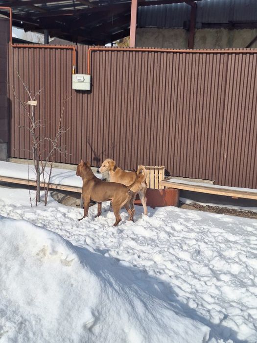 Продам чистокровную тазы