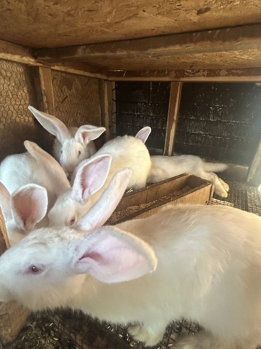 Зайци за месо и разплод