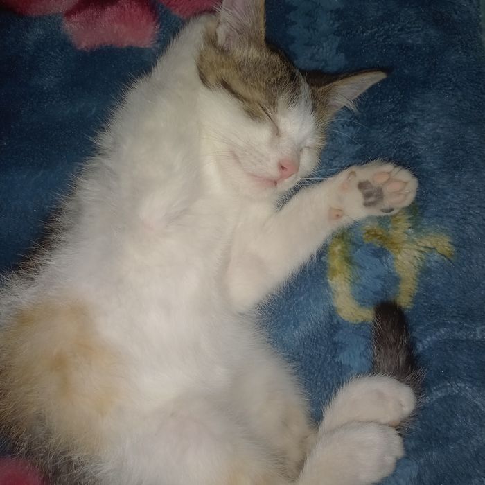 Кошка возраст средний