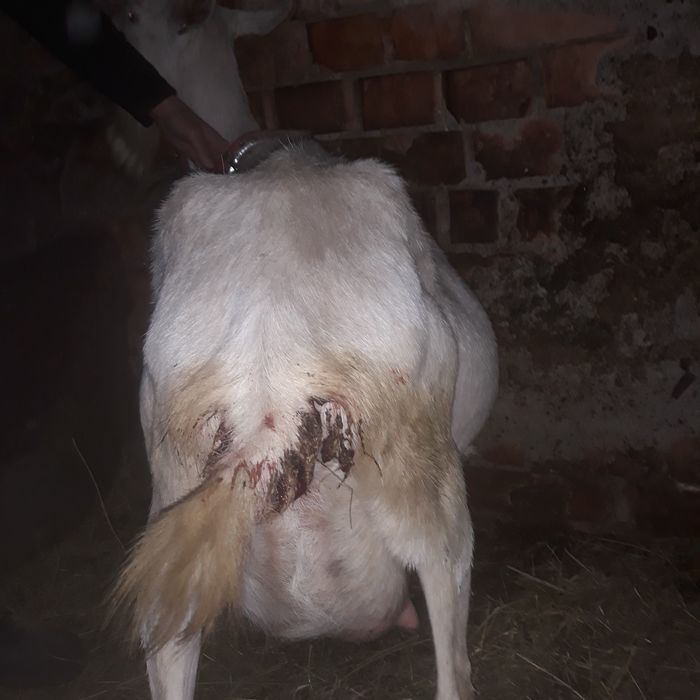 Vând  capră Sanen cu o ieduta