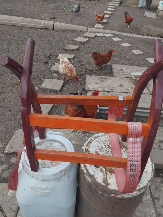 Самар за Магаре с