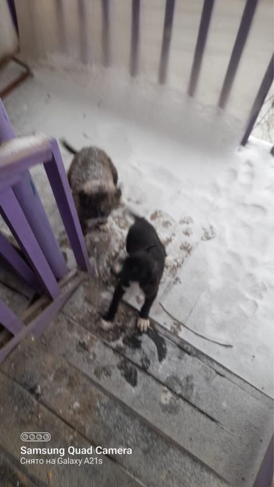 Отдам щенят в хорошие руки