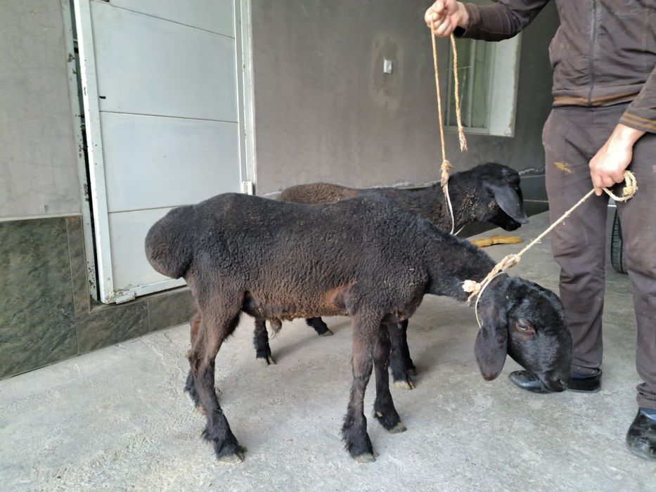 Кучкорлар бор (эхсон ва маросимлар учун)