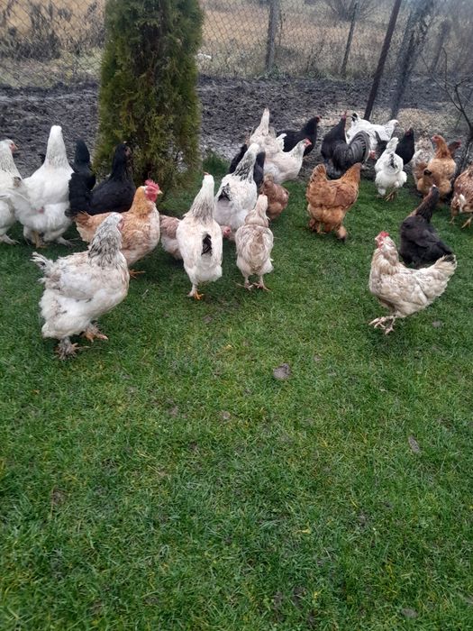 Vînd puici si gaini de anul trecut tot ce se vede este de casa