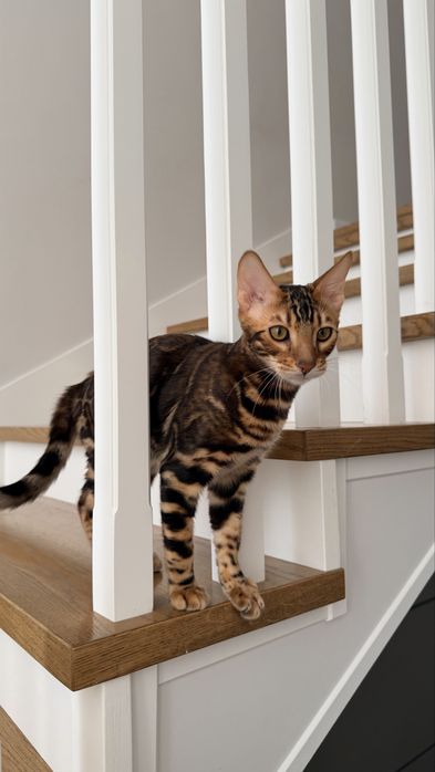 Кот Бенгал 6 месяцев