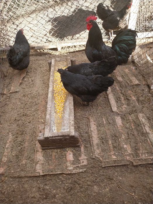 Vând găini și un cocoș Australorp