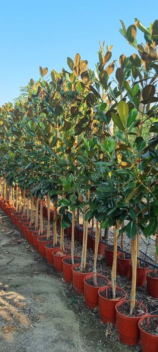 Magnolia grandiflora flori mari parfumate livrare in toata tara