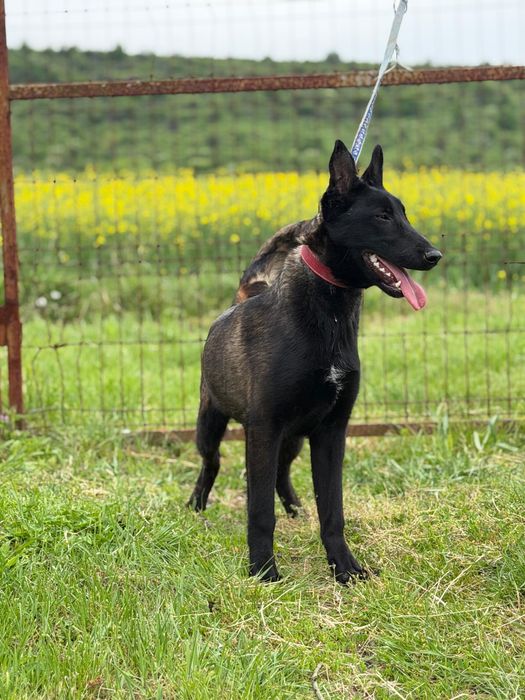 Mascul Ciobanesc Belgian Malinois