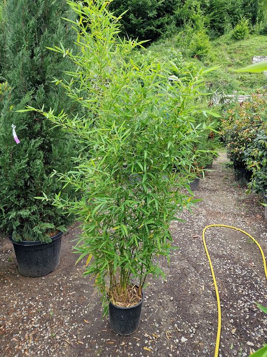 Cedru, bambus, leandru, maslin, palmieri,copaci, plante ornamentale