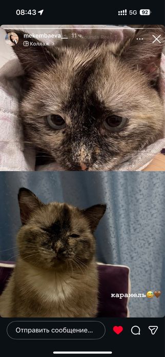 Отдам кошку бесплатно