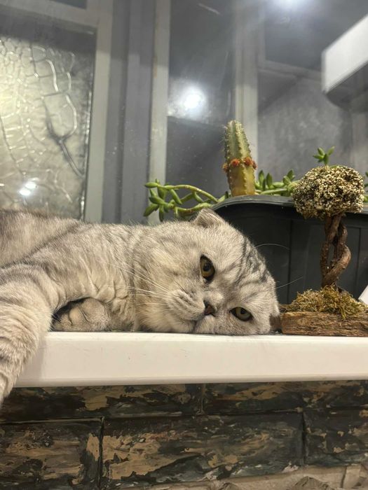 КОТЯТА Скоттиш-Страйт Вислоухие Скоттиш-Фолд