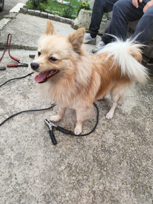 Свободен Мъжки Шпиц на 1 година