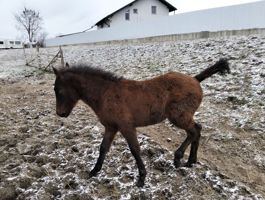 Vând manz de 4 luni