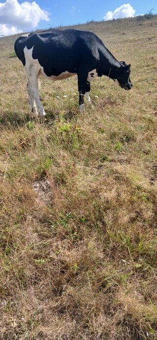 Vand sau schimb cu manz sau manza peste un an junica holstein la 300 kg