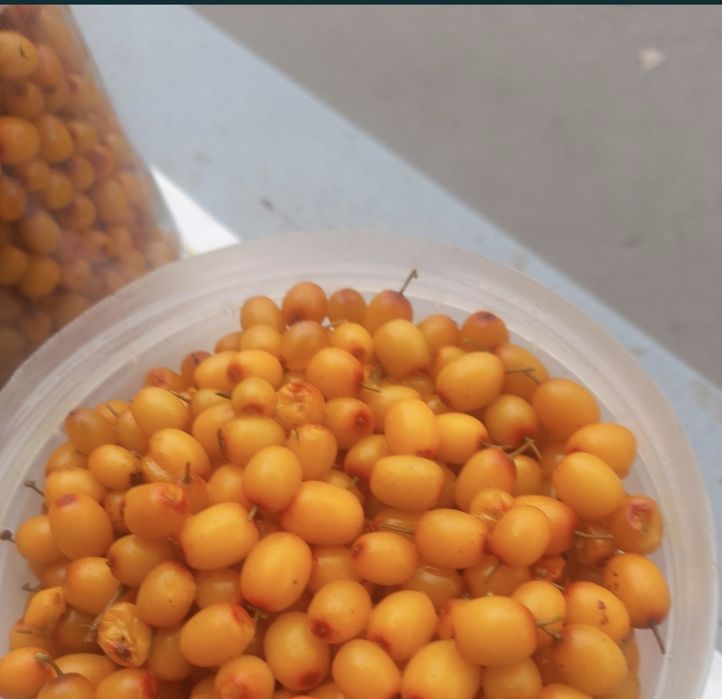 Облепиха Облепиха