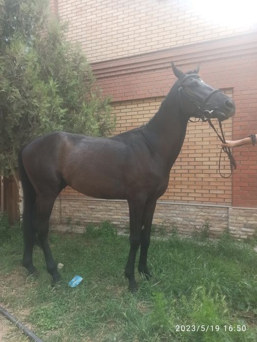 Продам лошадь,жеребец