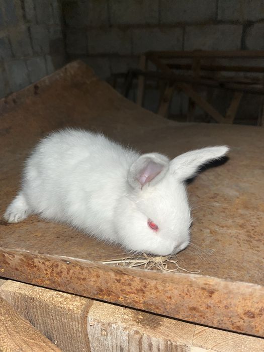 Кролчата,куян продается