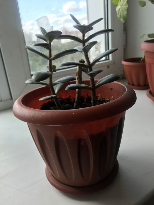 Продам комнатные цветы