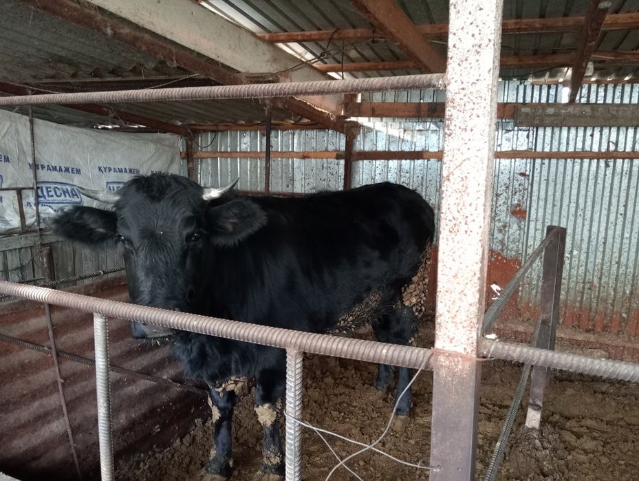 Телка молодая 1.8