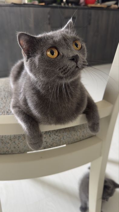 Scottish.  Fold 2