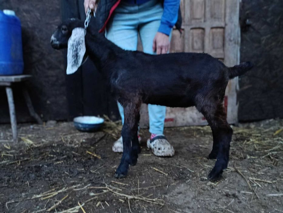 Pereche anglonubiene de vânzare