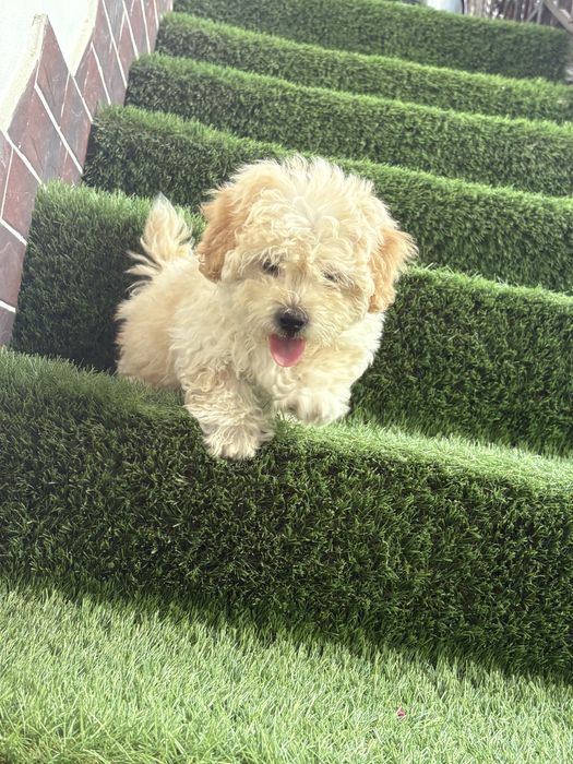 Maltipoo mini toy