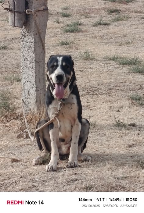 Alabay kuchukchalari