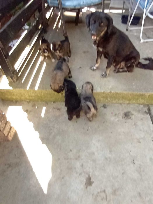 Catelusi pentru adoptie