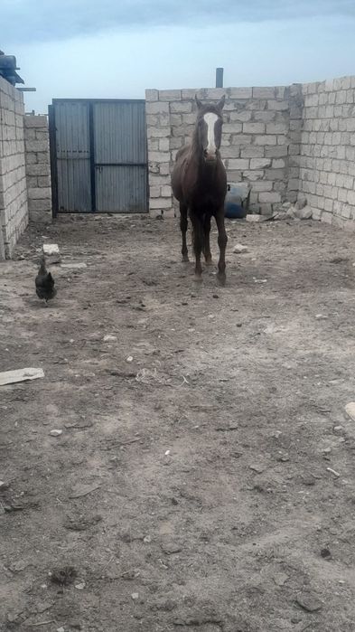 Үйірден шыққан Айғыр сатылады.