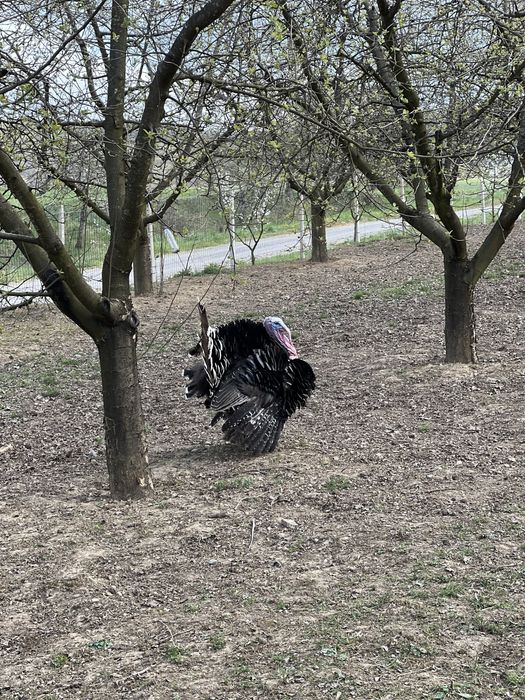 Oua de curca pentru incubat