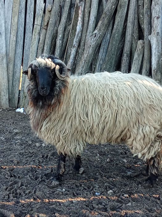 Vând berbece tânăr