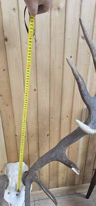 Рога и трофей от  елен и съръндак