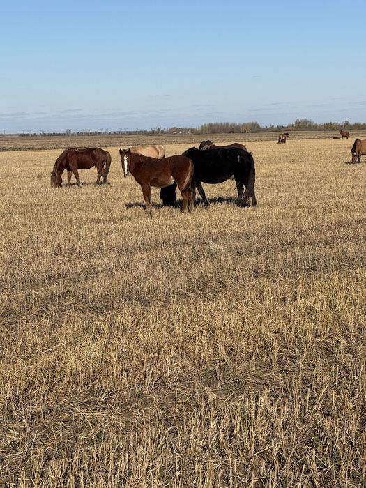 Продам кабылу жеребенкам