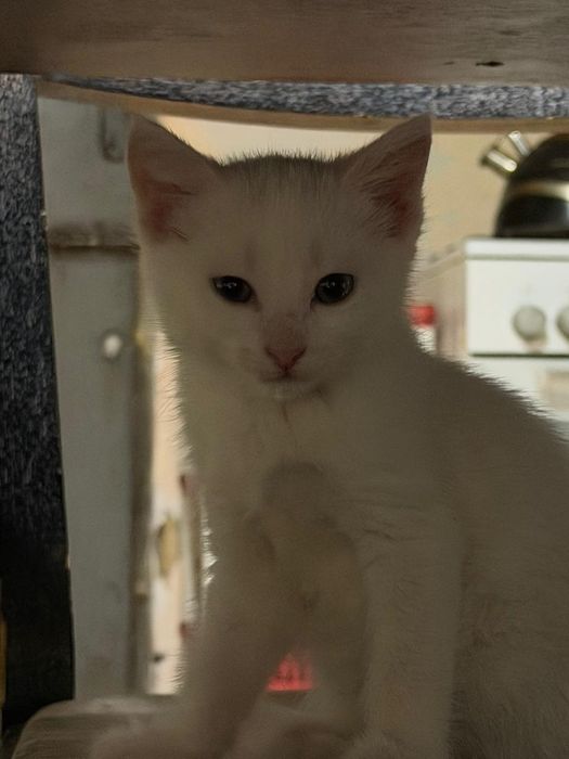 Котенок в хорошие руки!