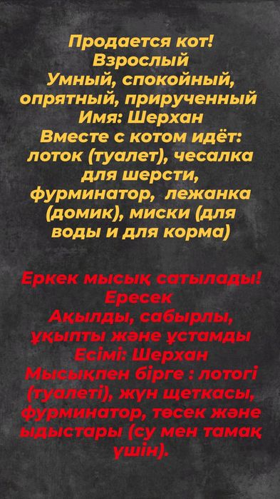 Продается кот!       Еркек  мысық сатылады!