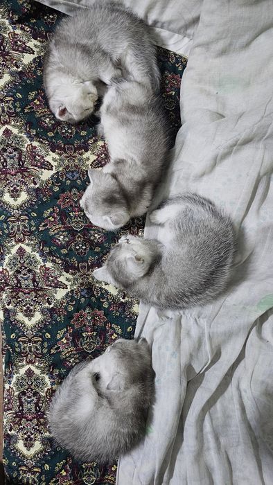 Котенок Скоттиш страйт и фолд серебристый шиншилла