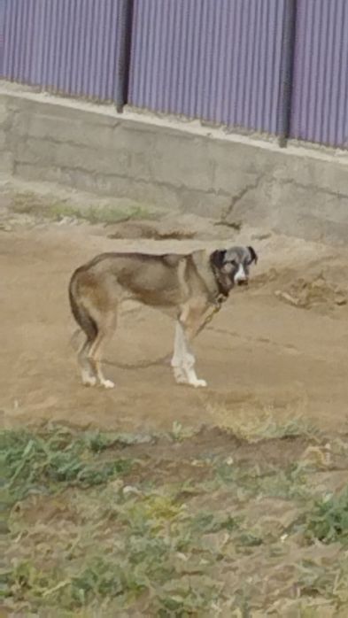 Домашнее животное