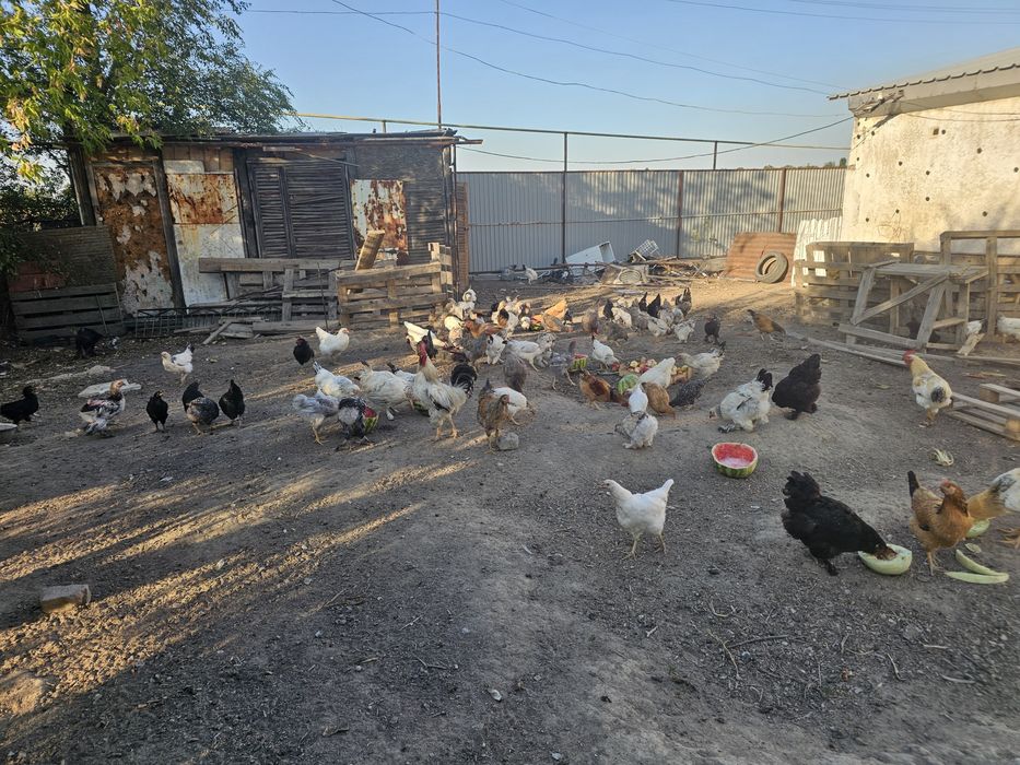 Продам домашный куры