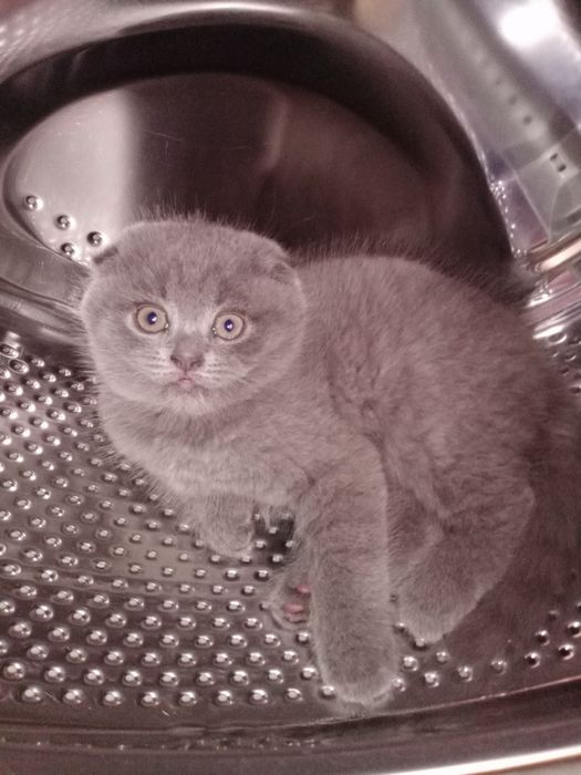 Срочно продаются Фолд и Страйт котята