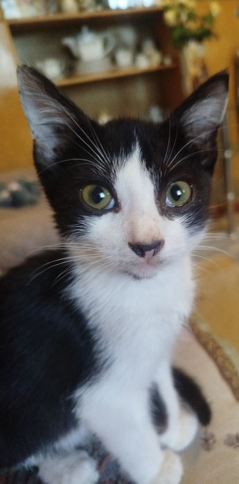 Подарю котенка, очень симпотичный