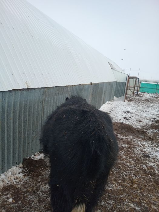 Продам Тёлочки годовалый