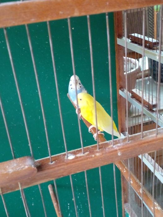 Karella sotiladi va valnisti