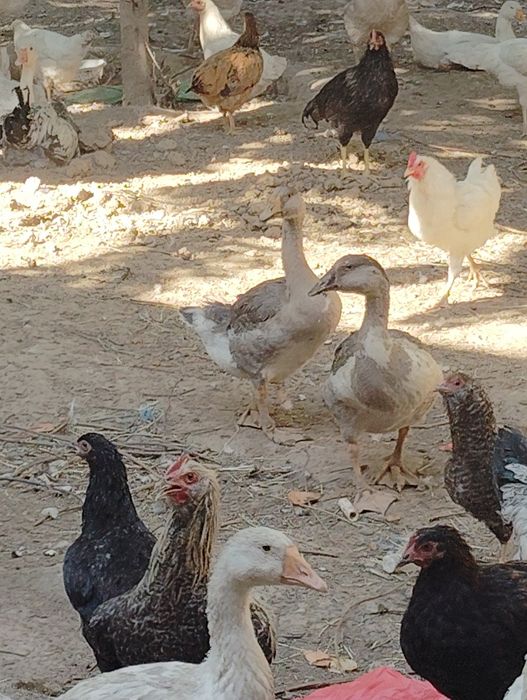 Gʻozlar,ordeklar va tovuqlar