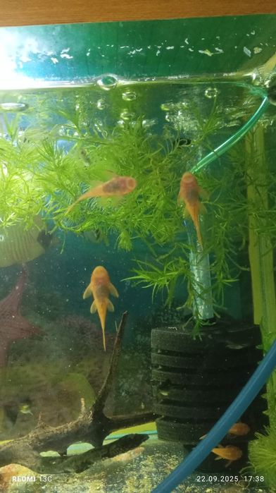 Продам сомики супер ред 5см 5шт