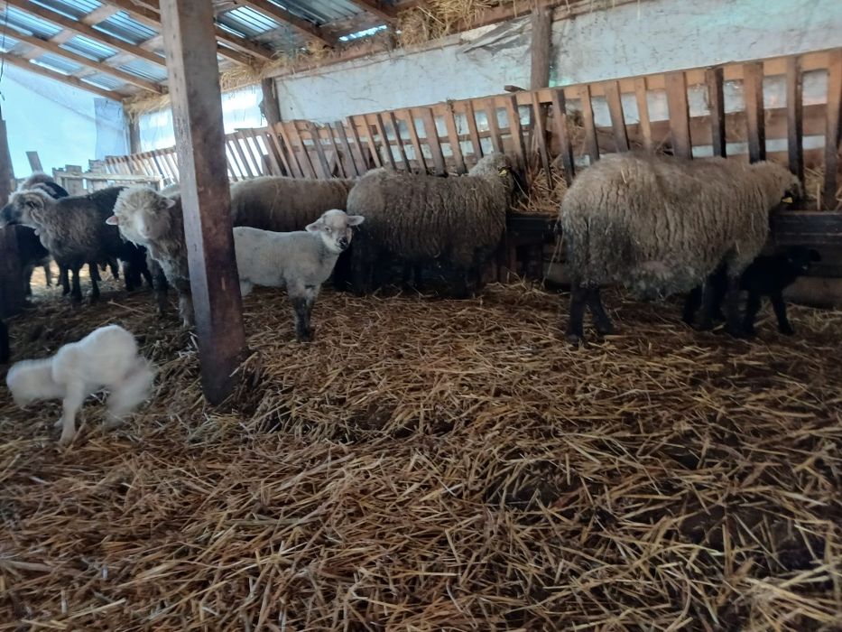 Vând 20 de oi cu 23miei !