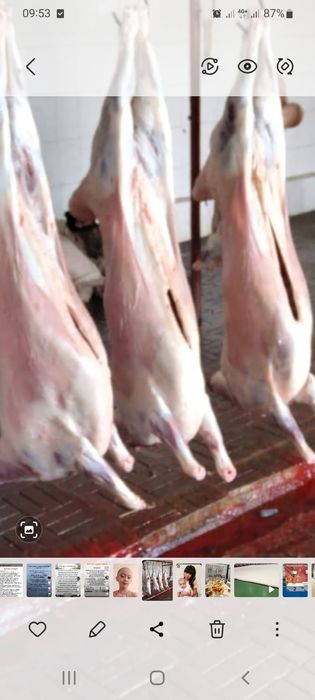 Тоқты Қой сатылады